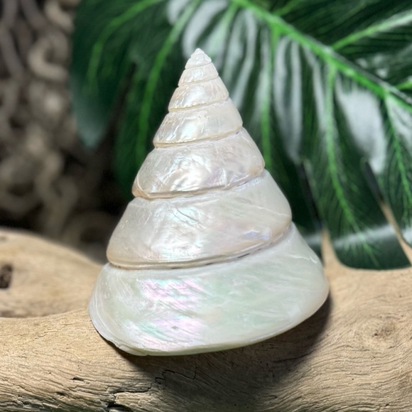 LARGE PEARLIZED COMMERCIAL TROCHUS TOP SHELL DISPLAY COLLECTOR SEASHELL COASTAL - Picture 11 of 15